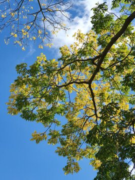Autumn trees