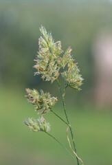 Macro shot of seeds on a cat grass (dactylis glomerata) plant