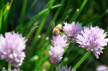bee on a flower