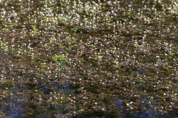 A small green sapling in the water of a pond among tiny white flowers.