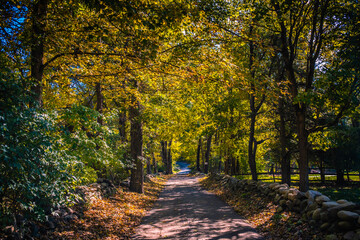 Obraz premium path in autumn forest