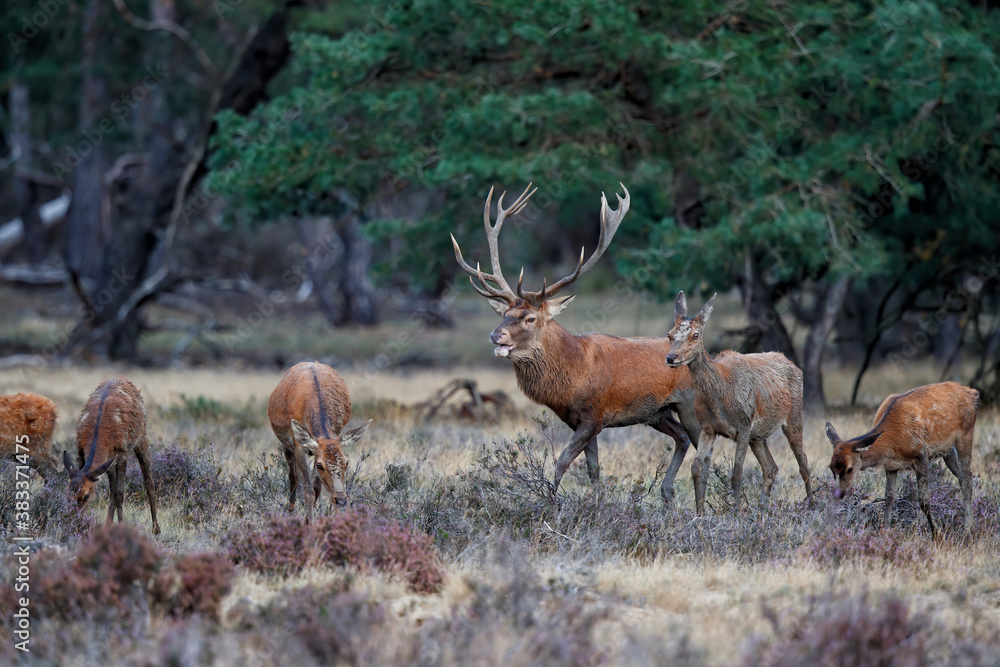 Wall mural red deer stag,cervus elaphus, trying to get attention of the females in the forest in the rutting se