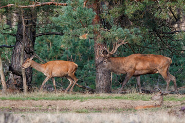 Red deer stag,Cervus elaphus,   trying to get attention of the females in the forest in the rutting season in Hoge Veluwe National Park in the Netherlands