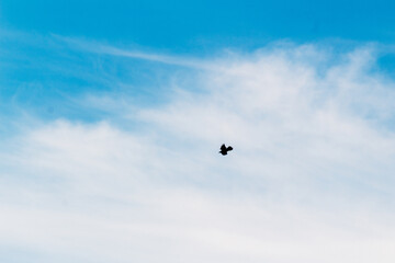 bird in the sky