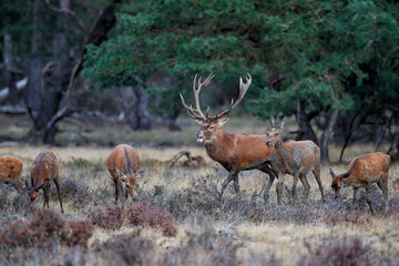 Red deer stag,Cervus elaphus,   trying to get attention of the females in the forest in the rutting season in Hoge Veluwe National Park in the Netherlands
