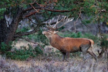 Red deer stag,Cervus elaphus,  on a field in the forest in the rutting season in Hoge Veluwe National Park in the Netherlands