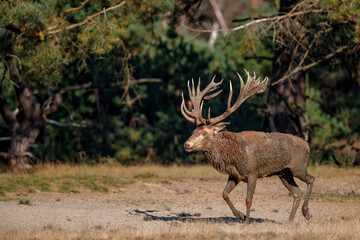 Naklejka na ściany i meble Red deer stag,Cervus elaphus, on a field in the forest in the rutting season in Hoge Veluwe National Park in the Netherlands