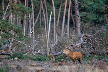 Red deer stag,Cervus elaphus,   bellowing on a field with heather in the forest in the rutting season in Hoge Veluwe National Park in the Netherlands
