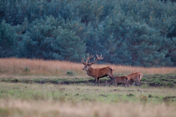 Red deer stag,Cervus elaphus, drinking and trying to get attention of the females in the forest in the rutting season in Hoge Veluwe National Park in the Netherlands