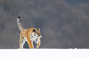 Siberian Tiger walk on snow. Beautiful, dynamic and powerful animal. Typical winter environment. Taiga russia. Panthera tigris altaica
