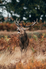 Red Deer (Cervus elaphus) Stag bellowing during the rut