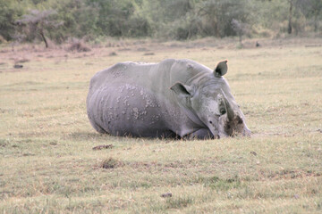 Obraz premium Sleeping white rhinoceros, Ceratotherium simum