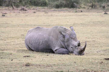Obraz premium Sleeping white rhinoceros, Ceratotherium simum