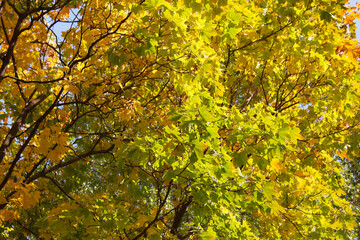 Naklejka na ściany i meble Beautiful autumn foliage. Close-up. Background. Scenery.