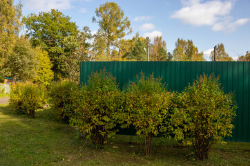 Iron green fence near the house among trees and shrubs on a Sunny autumn day