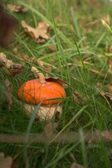 Decorative pumpkin with an orange hat similar to an acorn in the grass