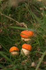 Three pumpkins similar to mushrooms with orange caps in the grass