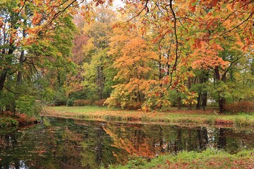 Obraz premium October autumn park in Russia, lake with red leaves and reflection in the lake, Aleksandrovsky park, Tsarskoe Selo, Leningrad region. Autumn landscape, seasons.