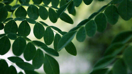 Fototapeta na wymiar Natural Moringa leaves Green Background. Young Moringa leaves in nature light, alternative medicine plant.