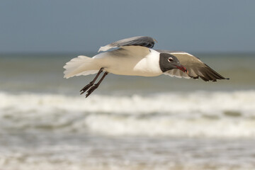 Fototapeta na wymiar A laughing gull flies over the beach and surf at St Augustine, Florida.
