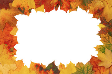 Beautiful frame of maple autumn leaves in different colors on a white background