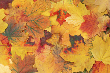 Naklejka na ściany i meble Beautiful maple autumn leaves of different colors