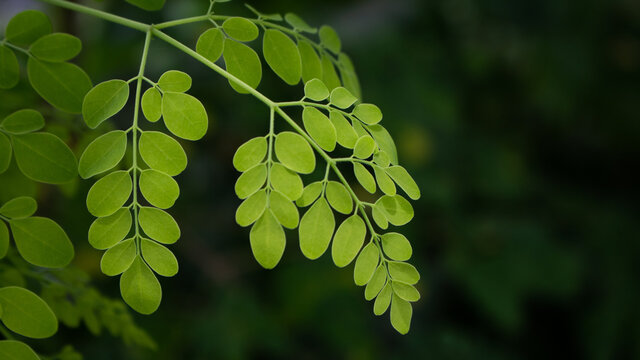 Natural Moringa leaves Green Background. Young Moringa leaves in nature light, alternative medicine plant.