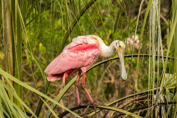 A roseate spoonbill perched in rookery foilage, St Augustine, Florida.
