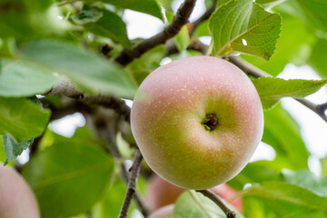 Fresh, ripe apple on a branch with leaves