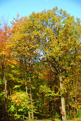 Forêt française en automne - Autumn in a French forest