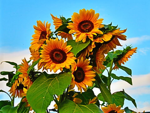 sunflower