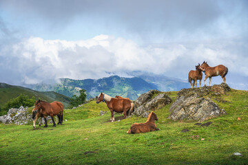 A group of horses chilling and playing on a hill in the mountain