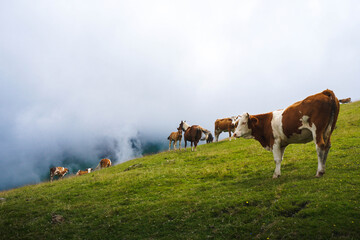 Fototapeta na wymiar Cows and horses on a hill above the clouds