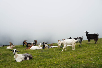 Group of goats relaxing on the mountain in a rainy day