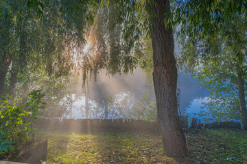 Alençon, France - 10 03 2020: Weeping willow trunk in front of a river on a morning of mist and sun