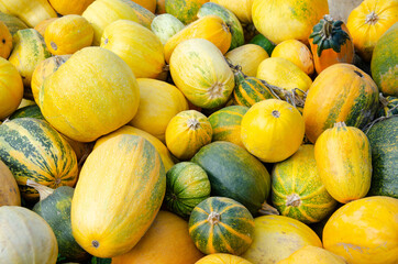 Pumpkins grown on the territories of the post Soviet Union
