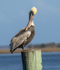 A brown pelican preening his feathers on a post, St Augustine, Florida.