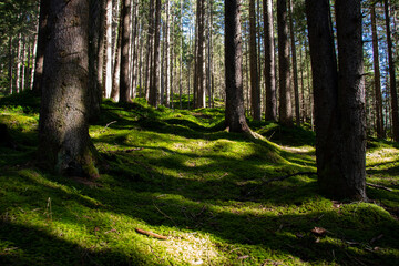 Green moss-covered forest floor in the sunshine looks like a carpet