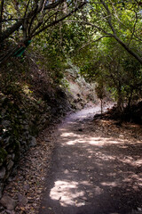 Fototapeta na wymiar Empty forest hiking footpath trail in Autumn.