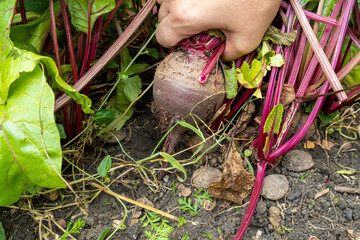 Red beet root pulled out of the ground by hands