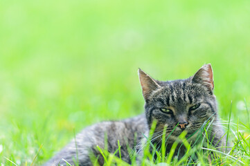 Naklejka na ściany i meble Tabby cat lies on the grass. Blurred background. Place for your text. Selective focus