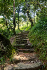 A mountain road with steps made of natural stones, going among the trees covered with moss