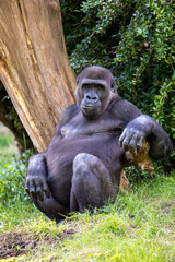 closeup view of Young male Western Lowland Gorilla