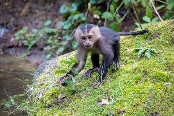 closeup view of lion-tailed macaque or the wanderoo