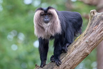 closeup view of lion-tailed macaque or the wanderoo