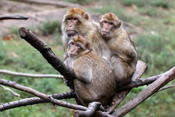 Naklejka na ściany i meble closeup view of Barbary macaque (Macaca sylvanus)