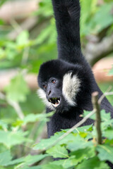 closeup view of northern white-cheeked gibbon or Nomascus leucogenys