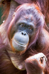 closeup view of Bornean orangutan or Pongo pygmaeus