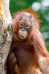 closeup view of Bornean orangutan or Pongo pygmaeus