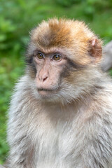 closeup view of Barbary macaque (Macaca sylvanus)